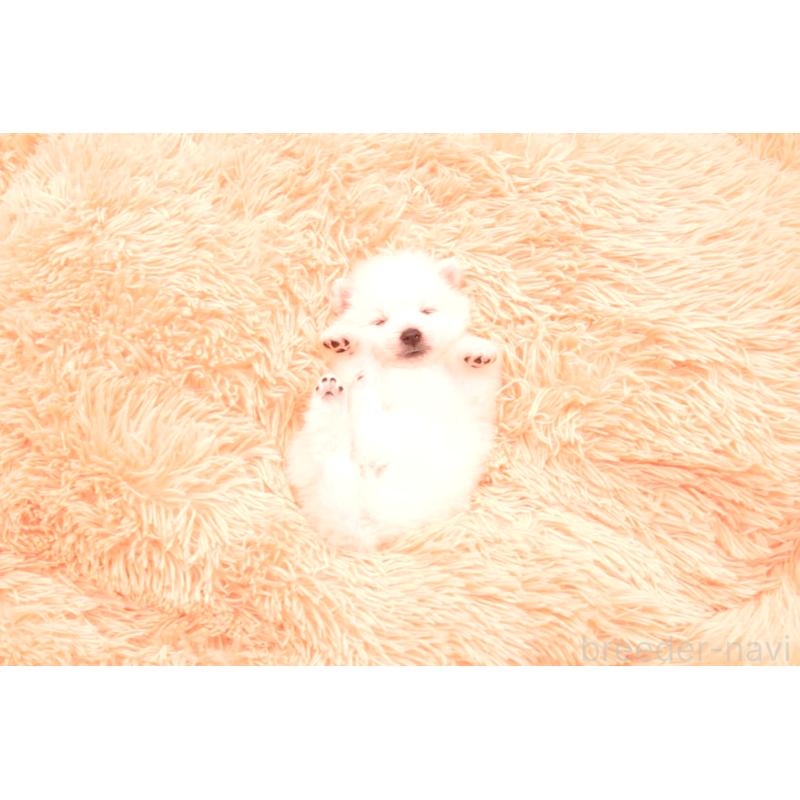 販売中の茨城県の日本スピッツ-455450の2枚目