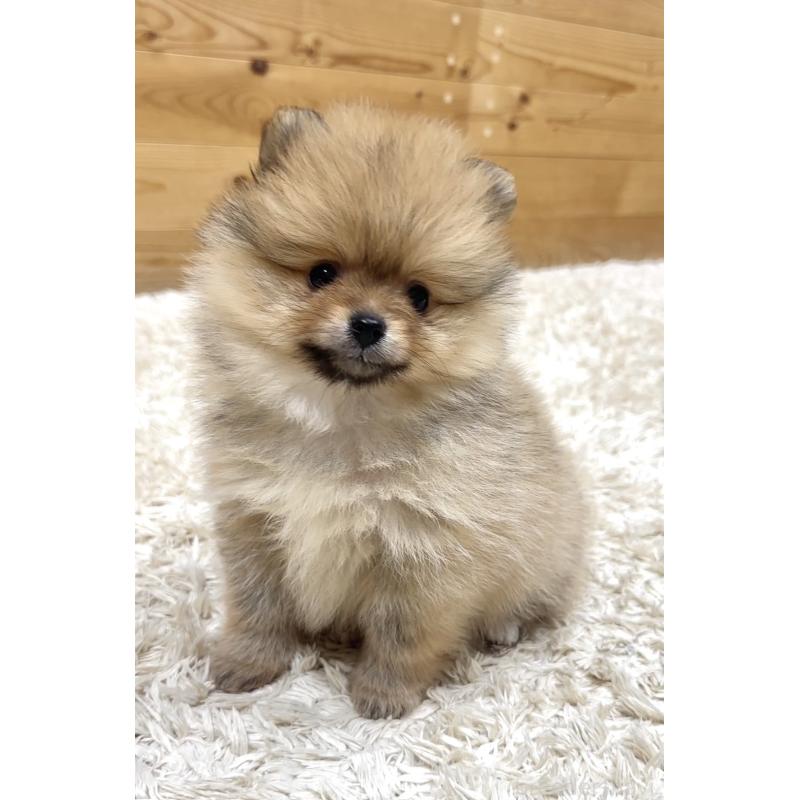 販売中の神奈川県のポメラニアン-455453の8枚目