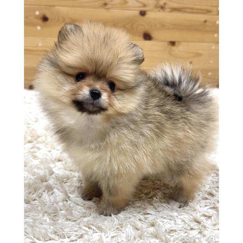 販売中の神奈川県のポメラニアン-455453の7枚目