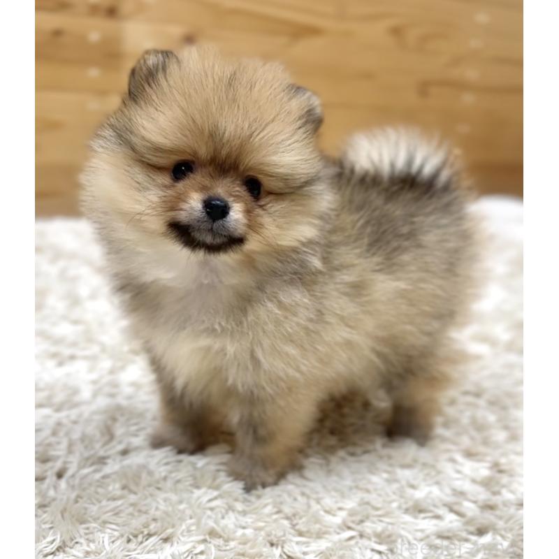 販売中の神奈川県のポメラニアン-455453の6枚目