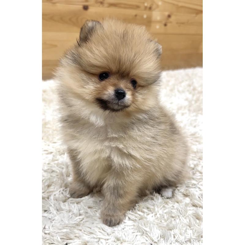 販売中の神奈川県のポメラニアン-455453の5枚目
