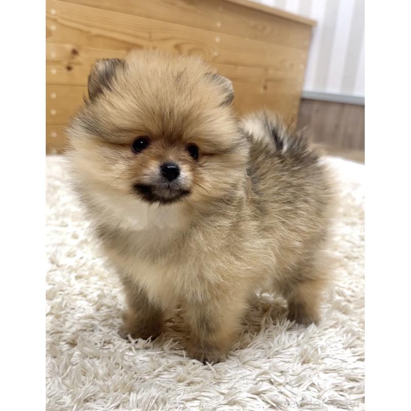 販売中の神奈川県のポメラニアン-455453の4枚目