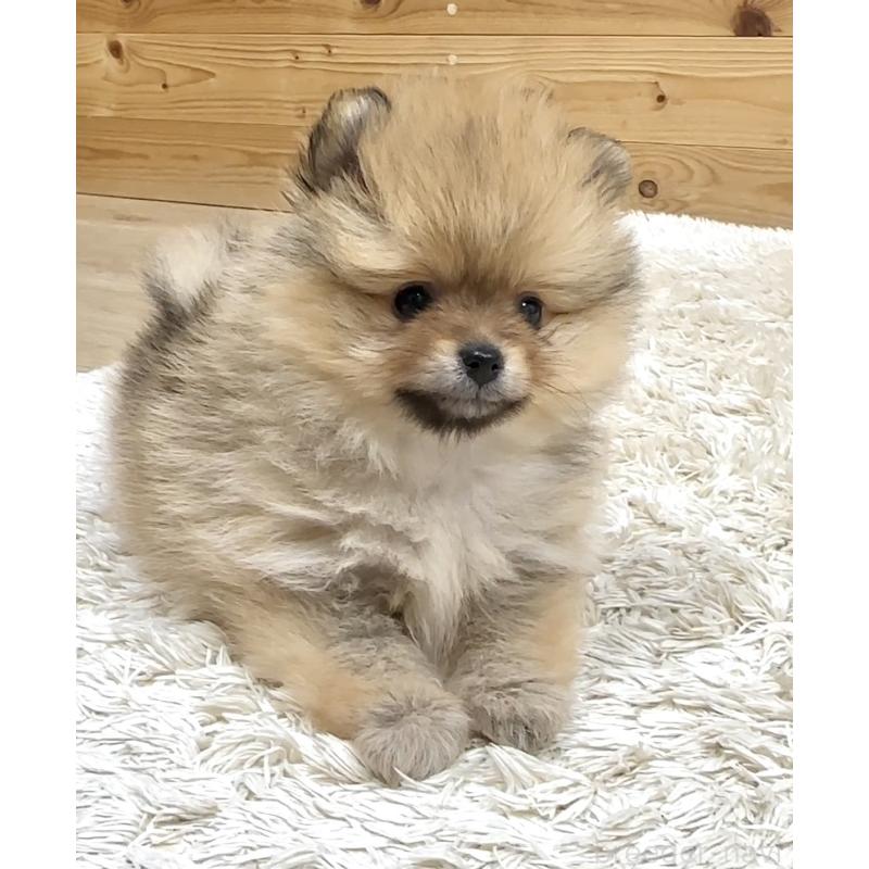 販売中の神奈川県のポメラニアン-455453の3枚目