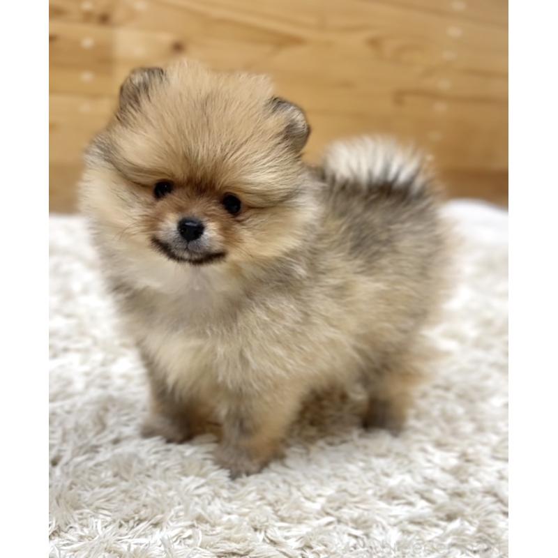 販売中の神奈川県のポメラニアン-455453の2枚目