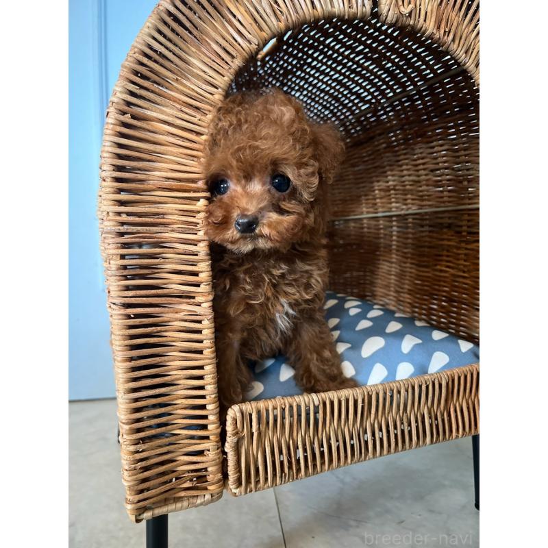 販売中の千葉県のティーカッププードル-455454の4枚目