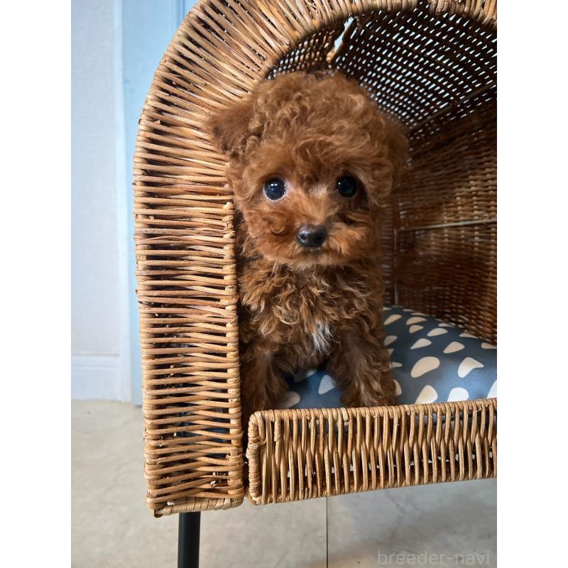 販売中の千葉県のティーカッププードル-455454の3枚目