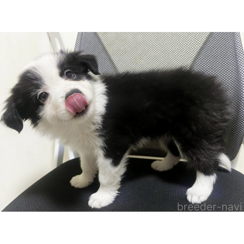 販売中の茨城県のボーダーコリー-455455の5枚目