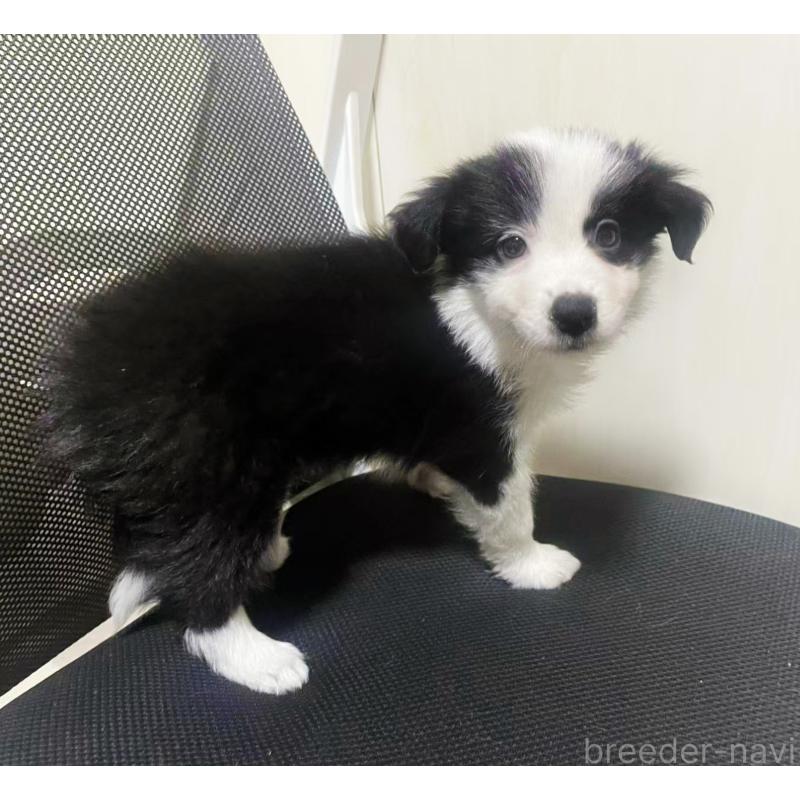 販売中の茨城県のボーダーコリー-455455の4枚目