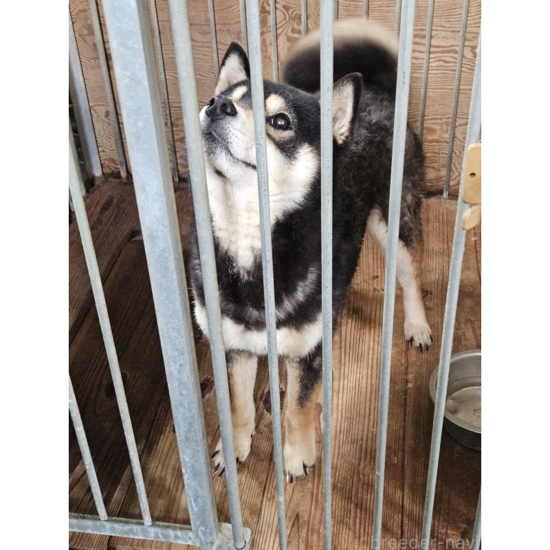 販売中の兵庫県の柴犬-455456の3枚目