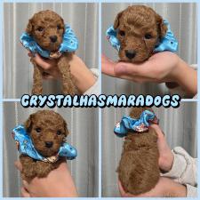 ♀︎トイプードル