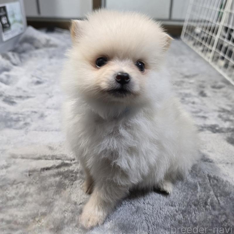販売中の岡山県のポメラニアン-453078