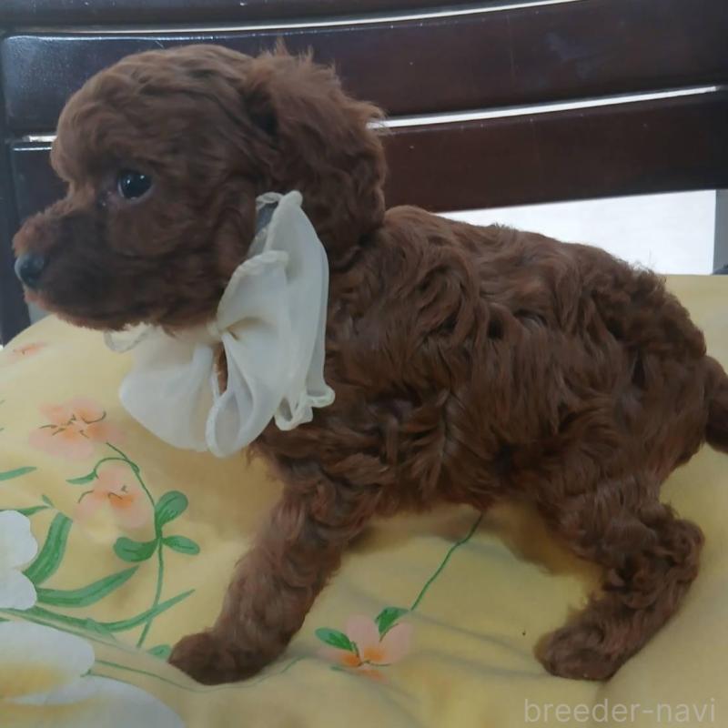 販売中の京都府のタイニープードル-455457の5枚目