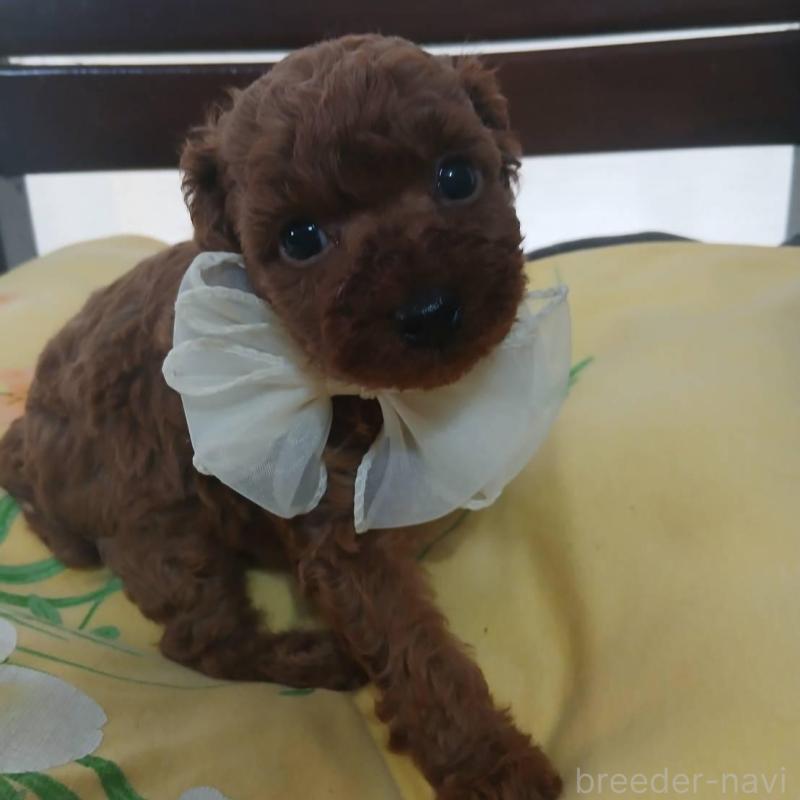 販売中の京都府のタイニープードル-455457の4枚目