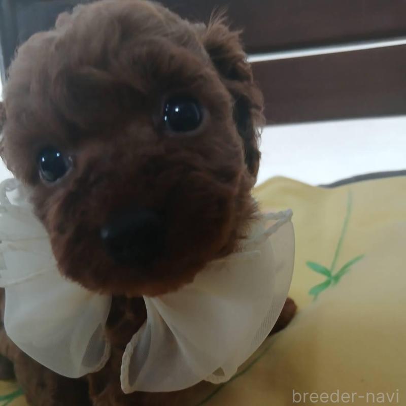 販売中の京都府のタイニープードル-455457の3枚目