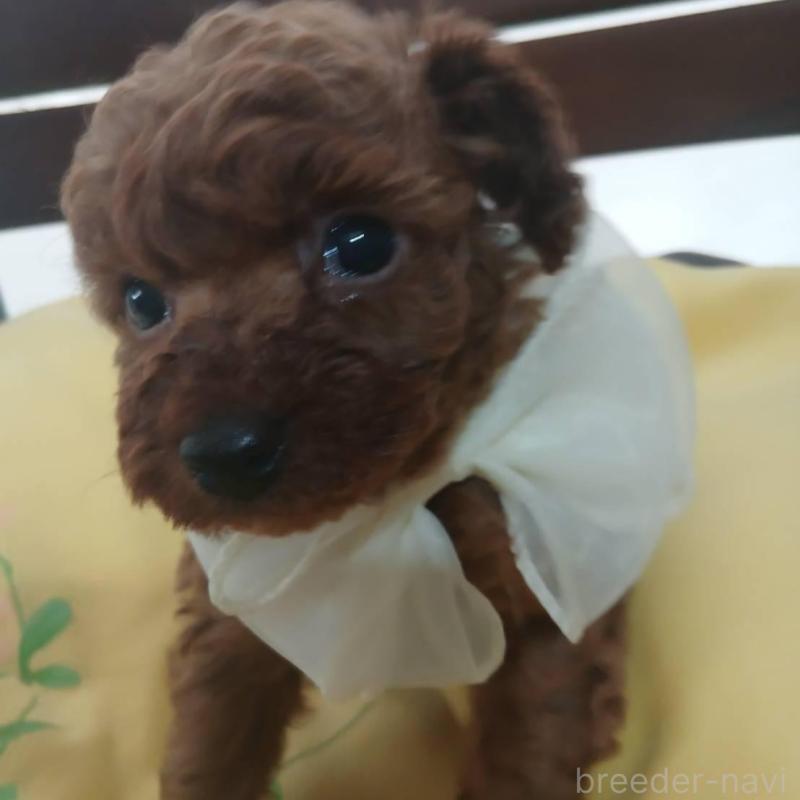 販売中の京都府のタイニープードル-455457の2枚目