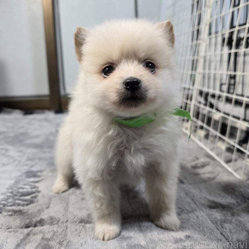 販売中の岡山県のポメラニアン-453079