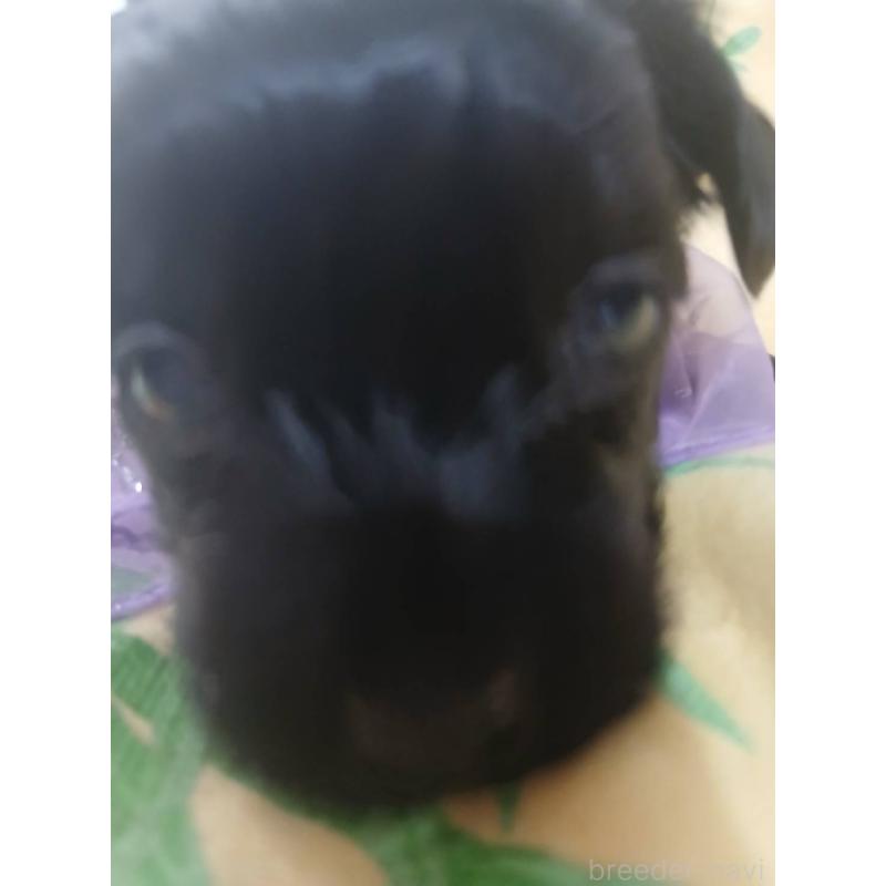 販売中の京都府のヨープー:ヨークシャーテリア×トイプードル-455459の4枚目