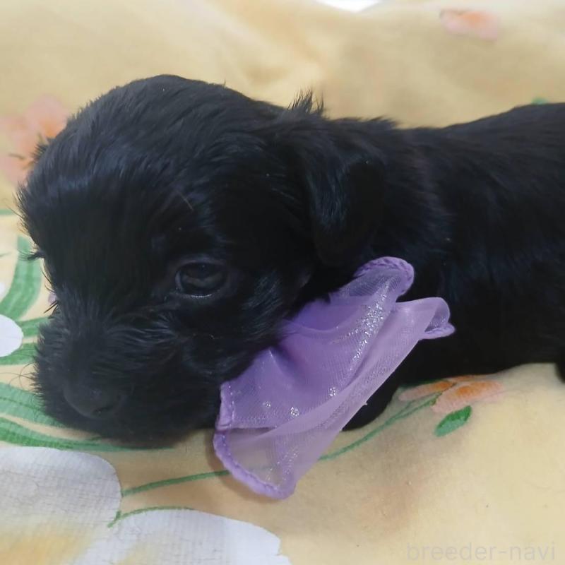 販売中の京都府のヨープー:ヨークシャーテリア×トイプードル-455459