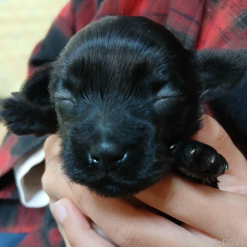 販売中の京都府のヨープー:ヨークシャーテリア×トイプードル-455459の3枚目