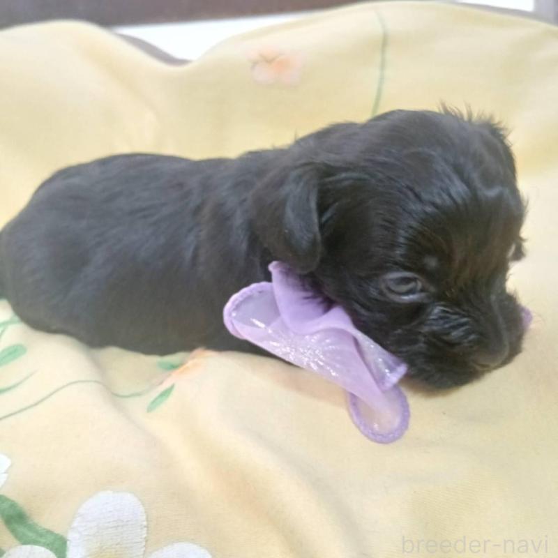 販売中の京都府のヨープー:ヨークシャーテリア×トイプードル-455459の2枚目