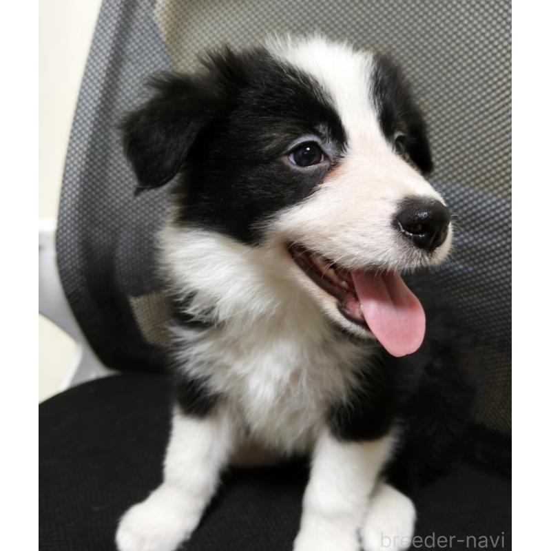 販売中の茨城県のボーダーコリー-455461の5枚目