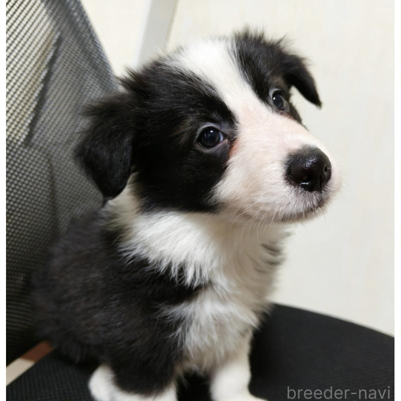 販売中の茨城県のボーダーコリー-455461の4枚目