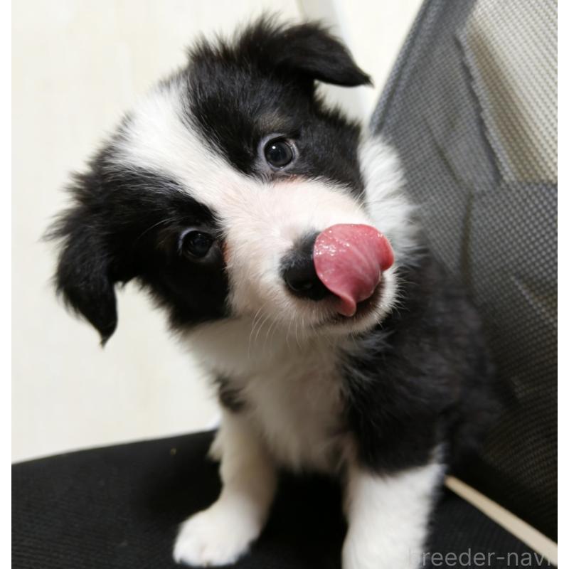 販売中の茨城県のボーダーコリー-455461の3枚目