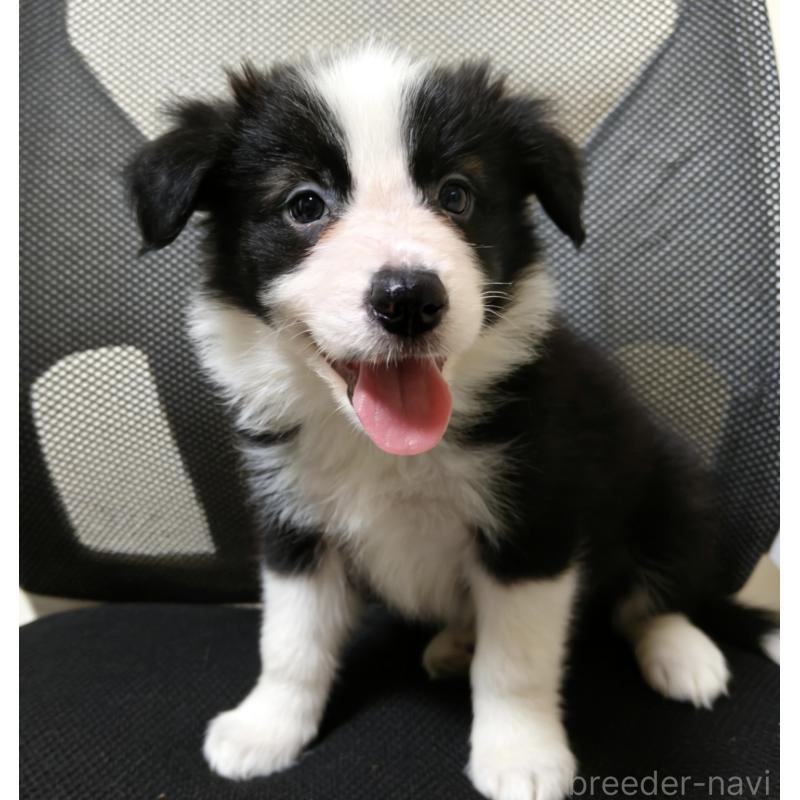 販売中の茨城県のボーダーコリー-455461の2枚目