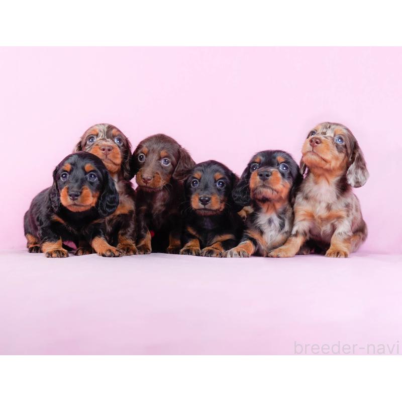 販売中の東京都のミックス犬-450624の2枚目