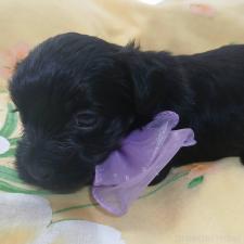 ヨープー:ヨークシャーテリア×トイプードルの子犬