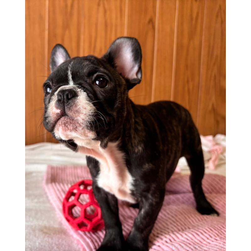 販売中の三重県のフレンチブルドッグ-437145