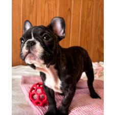 ♀︎フレンチブルドッグ