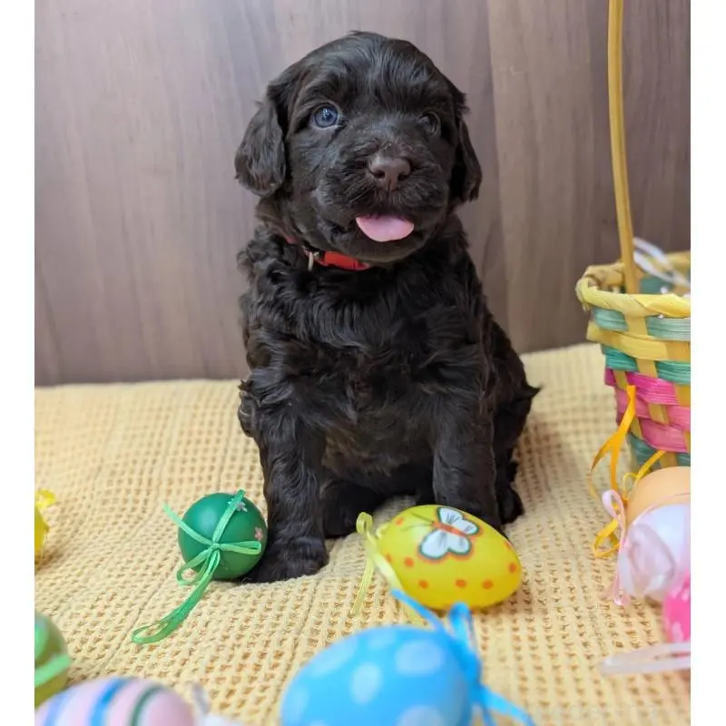 販売中の東京都のポーチュギーズウォータードッグ-455287の6枚目