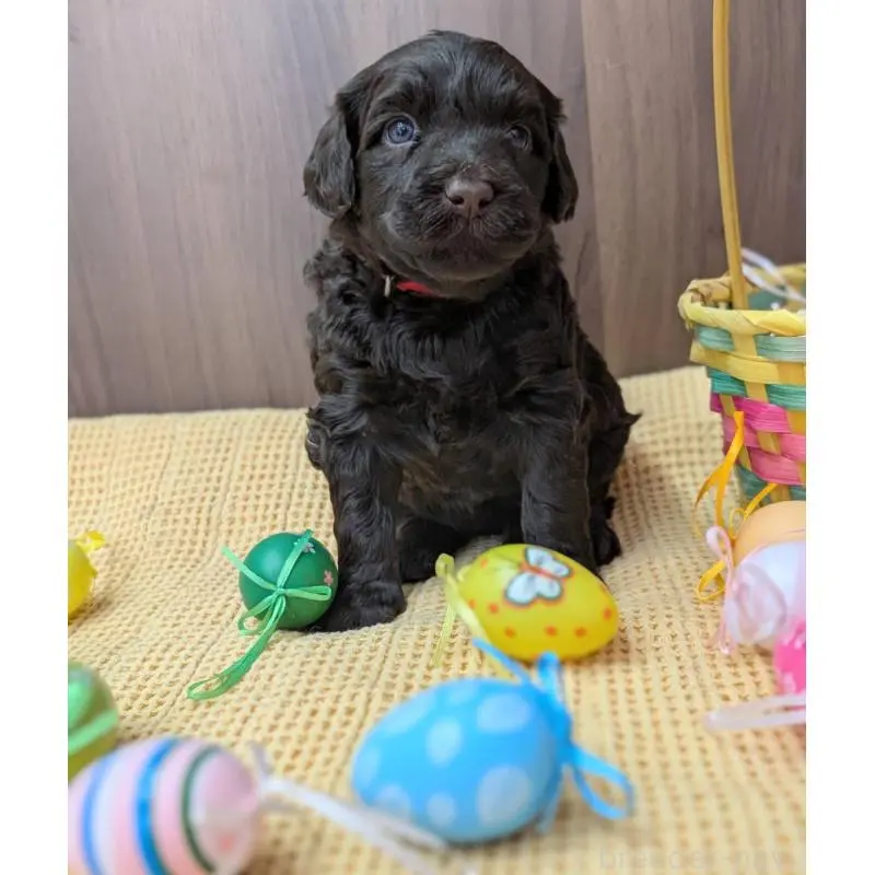 販売中の東京都のポーチュギーズウォータードッグ-455287の5枚目