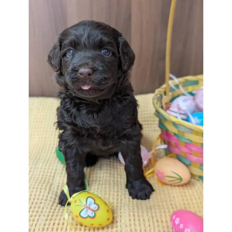 販売中の東京都のポーチュギーズウォータードッグ-455287の4枚目