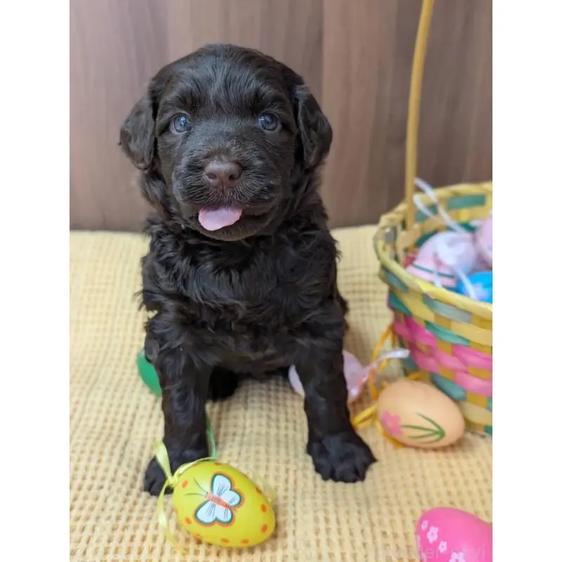 販売中の東京都のポーチュギーズウォータードッグ-455287の3枚目