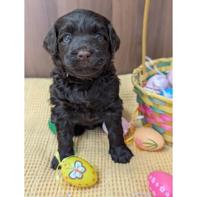 販売中の東京都のポーチュギーズウォータードッグ-455287の2枚目