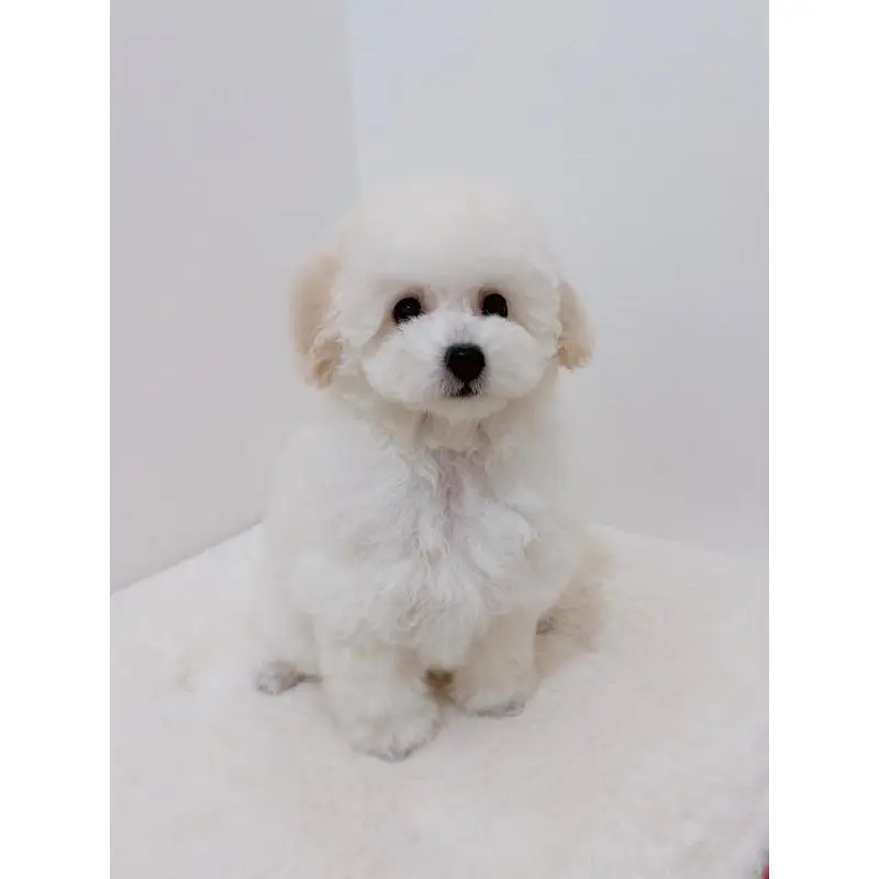 販売中の福岡県のティーカッププードル-455288の5枚目