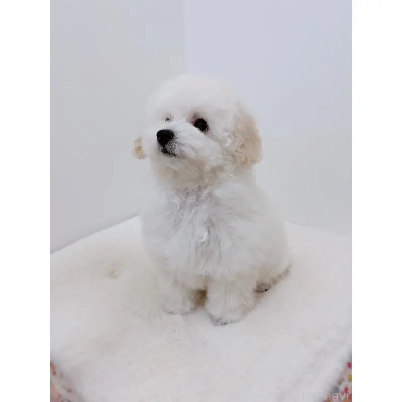 販売中の福岡県のティーカッププードル-455288の4枚目