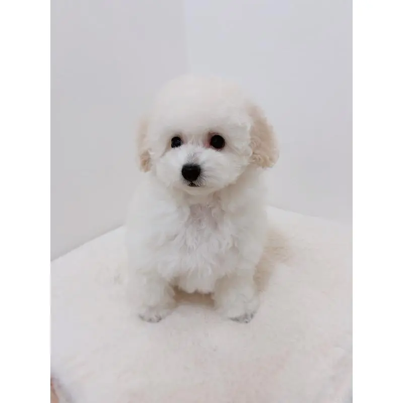 販売中の福岡県のティーカッププードル-455288の3枚目