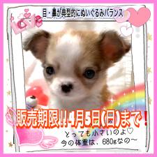 ♀︎チワワ(ロングコート)