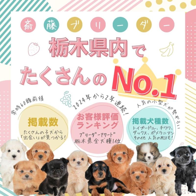 販売中の栃木県のトイプードル-448237の4枚目