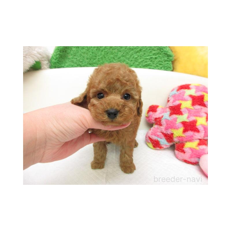販売中の大阪府のトイプードル-455293の2枚目