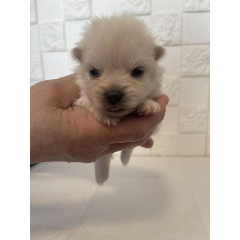 販売中の群馬県のポメラニアン-455294の8枚目