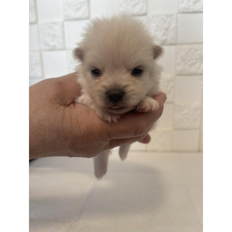 販売中の群馬県のポメラニアン-455294の6枚目