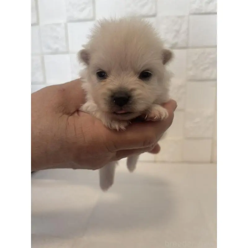 販売中の群馬県のポメラニアン-455294の4枚目