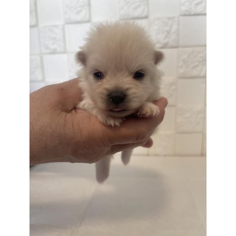 販売中の群馬県のポメラニアン-455294の3枚目