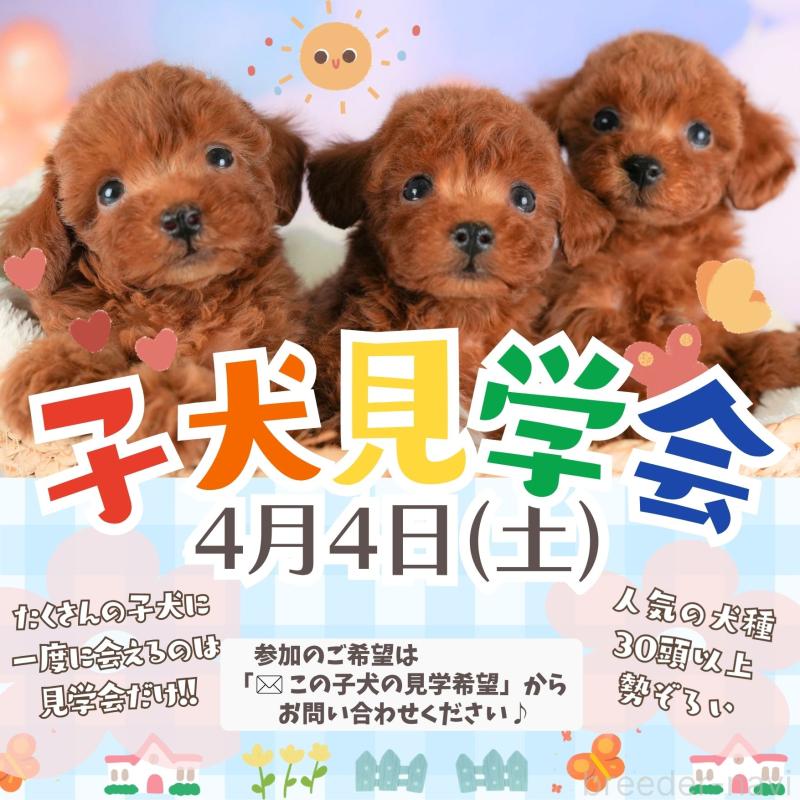 販売中の栃木県のトイプードル-445823の3枚目