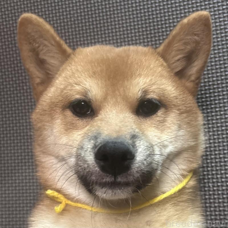 販売中の福岡県の豆柴-439833