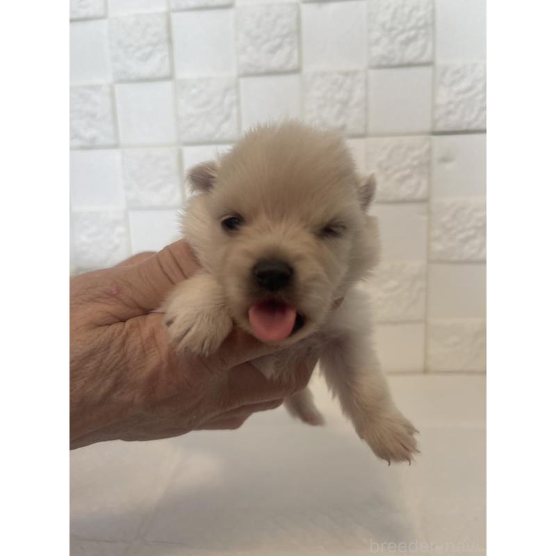 販売中の群馬県のポメラニアン-455295の11枚目